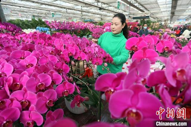 泰山花卉市场内，盆栽花备受消费者青睐。陈阳 摄
