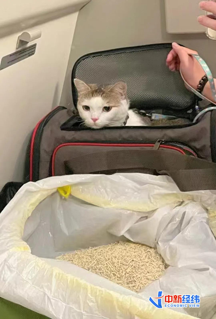 乘飞机“出国”的猫 受访者供图