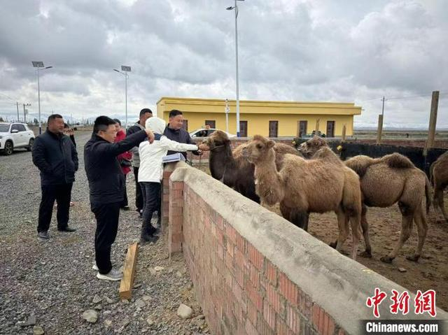 游客慕名前来观看长眉驼。严萍 摄