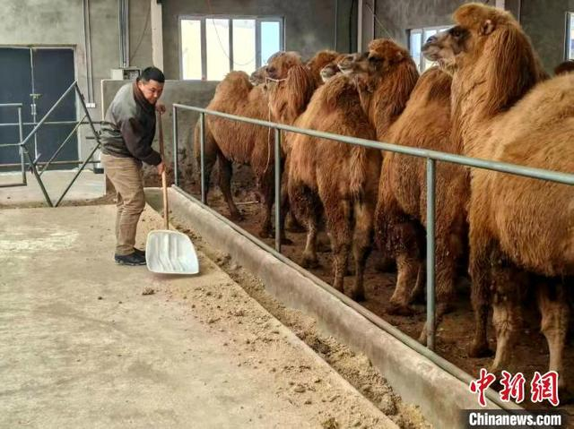 夏木斯打扫圈舍。陈庚 摄