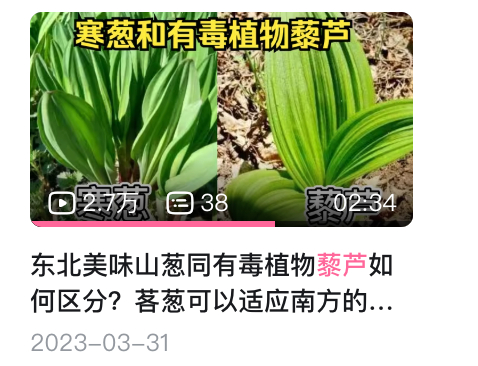 关于寒葱和有毒植物藜芦的介绍。｜植物人文汪老师/bilibili