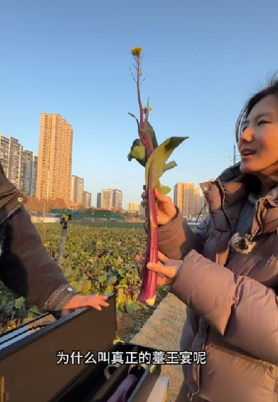 网友探访时见到的“菜薹王”