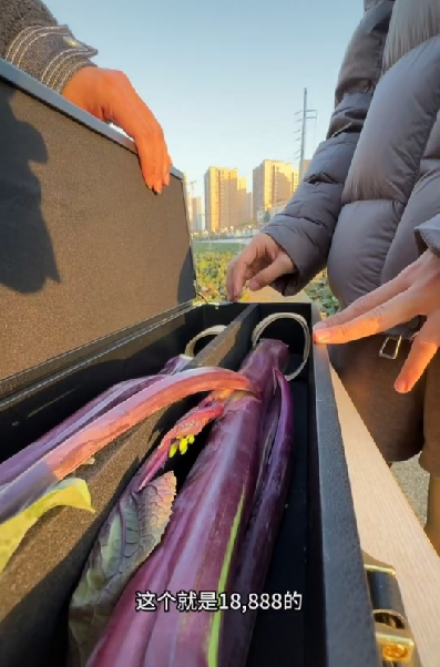 网友探访时见到的“菜薹王”