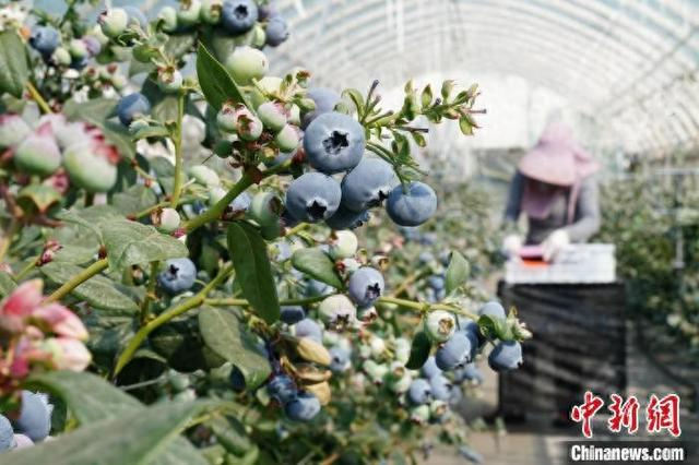 1月22日，云南省红河州蒙自市果园里成熟的蓝莓。中新社记者 刘冉阳 摄