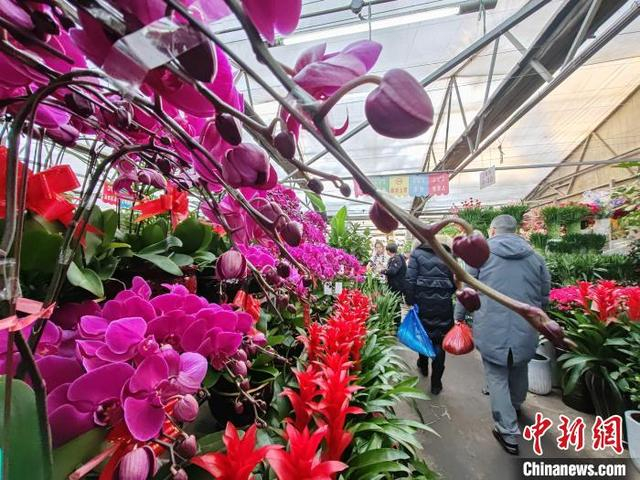 连日来，在位于乌鲁木齐市的明珠花卉市场，众多市民前来选购鲜花，年味浓郁。王小军 摄