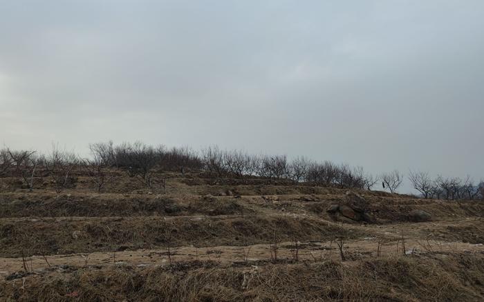 后山上的土地，以前爷爷在这里承包了大半片山。 新京报记者 赵敏 摄