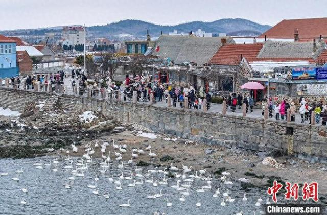 1月30日，山东荣成烟墩角村，大量游客趁假期前来观赏大天鹅。李信君 摄