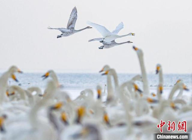 1月27日，山东荣成天鹅湖附近的大天鹅。李信君 摄