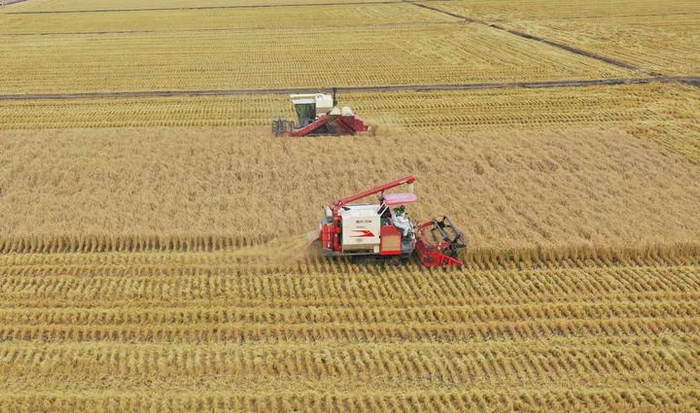 农机在黑龙江省的一处稻田上进行水稻收割作业（无人机照片）。新华社记者 王松 摄