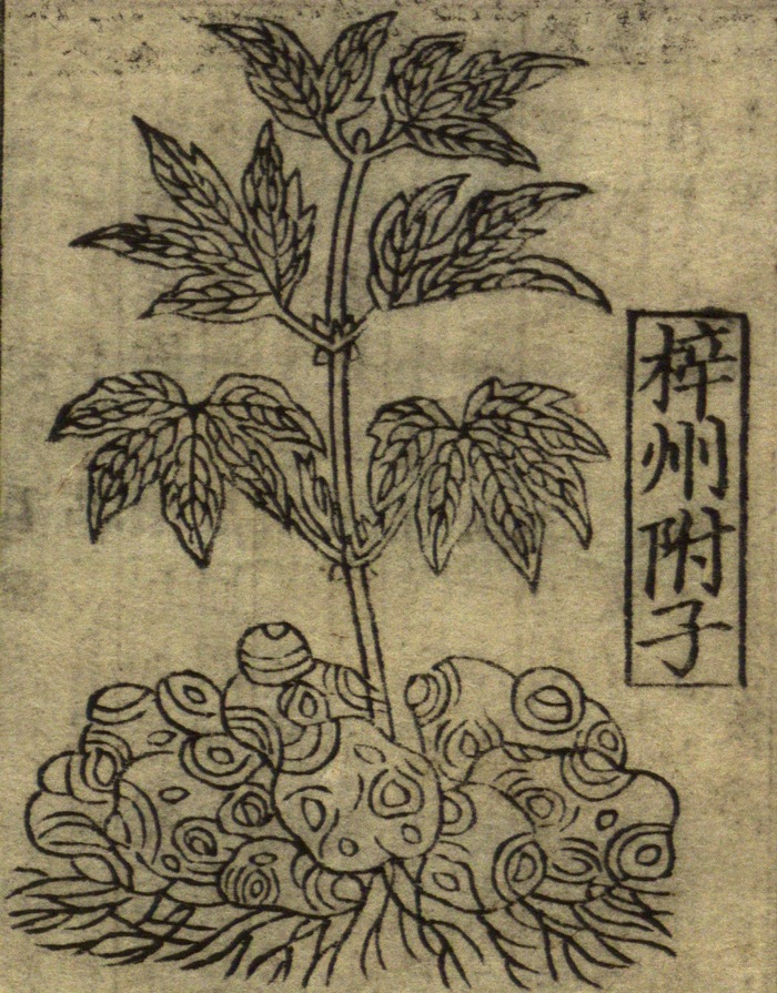 附子。图片来源：《重修政和经史证类备用本草》（北宋）