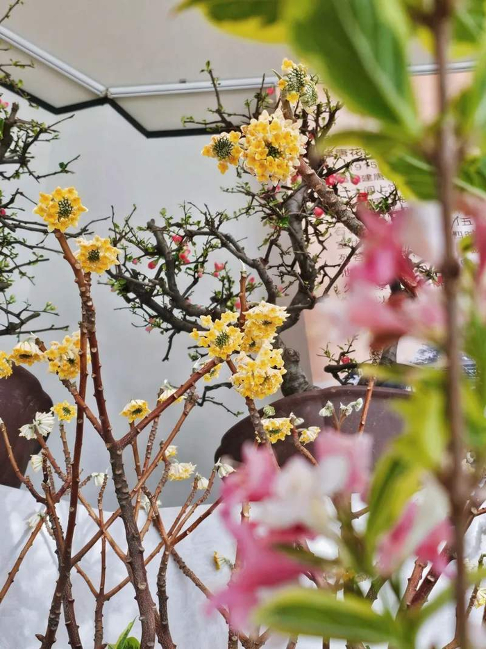 图片来自中山公园微信公众号