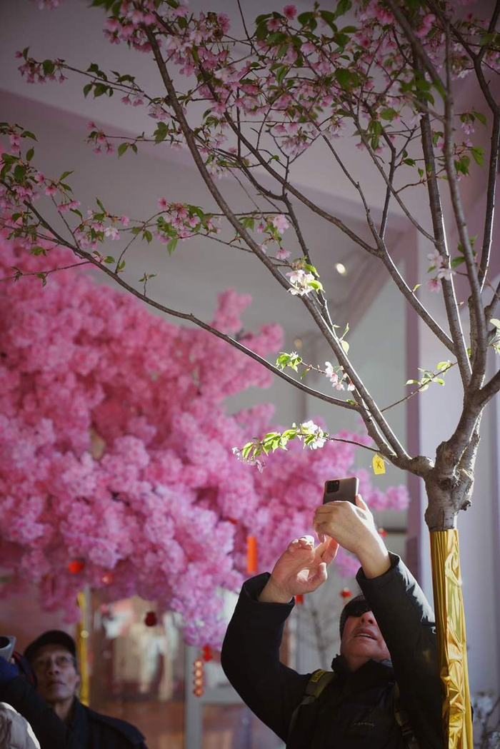 春节期间，游客拍摄通过控温调湿技术栽培出的樱花。