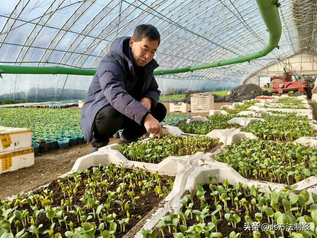 临江市大栗子街道望江村一名村干部查看蔬菜苗长势。新华社记者 宗巍 摄