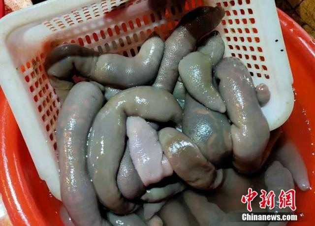 图为新鲜上岸的海肠。姜俊成 摄