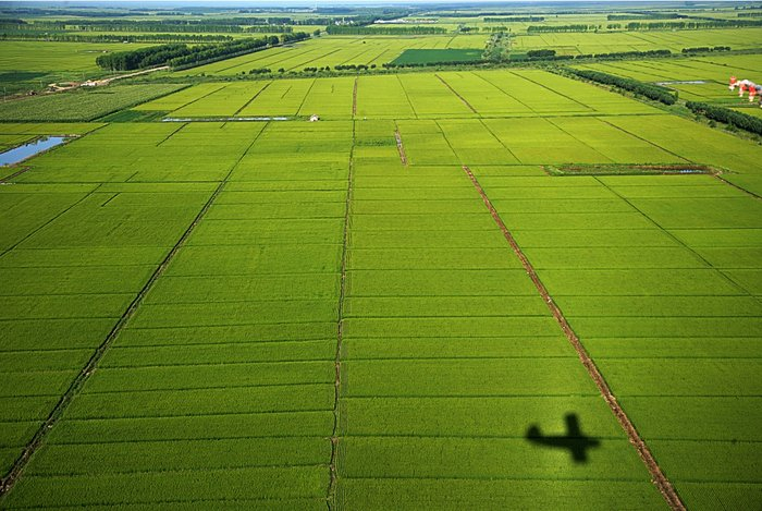 万顷良田稻花飘香（图片由省农业农村厅提供）