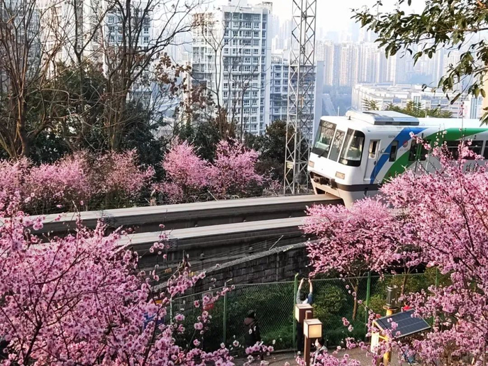 今年将推进轨道交通1号线、2号线、3号线增车扩能。谢鹏飞 摄