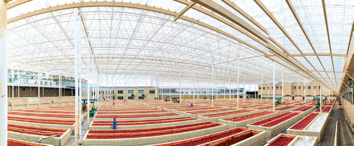 ▲丹丹豆瓣晾晒场