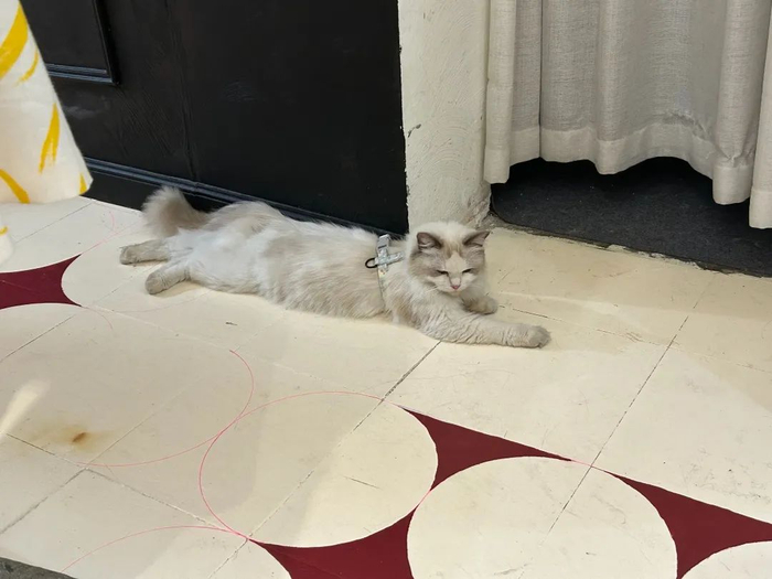 ▲海绵上门喂的其中一只宠物猫。