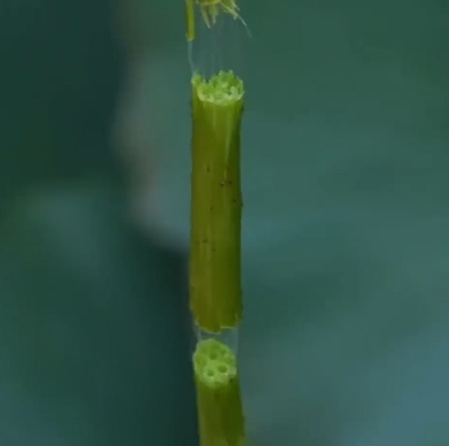 图片来源：央视主播说三农