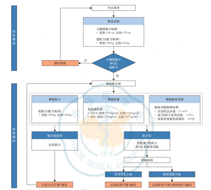 图1 肌少症筛查与诊断流程