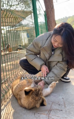 云南保山市太保公园动物园可以摸狮子。 网络视频截图