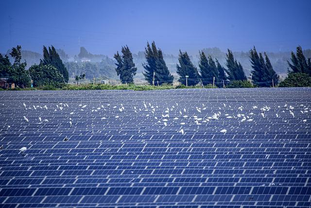 2024年12月10日，广东湛江，麻章区湖光镇蔡屋村光伏太阳能发电。视觉中国 资料图