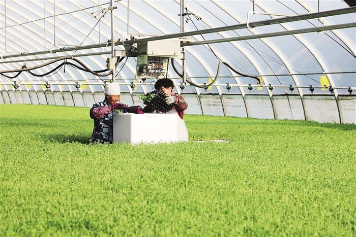     工作人员对成品种苗打包