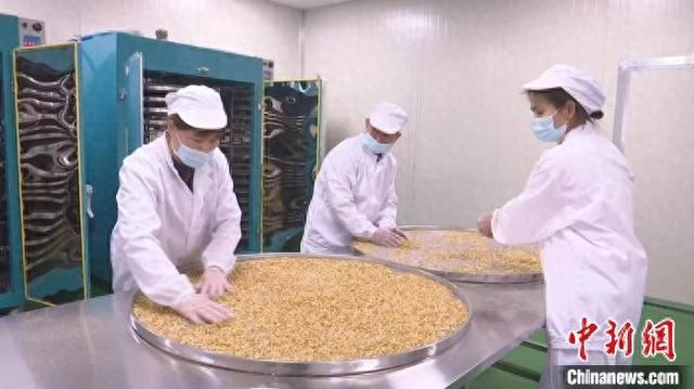 黄精制作中。邵武融媒体中心供图