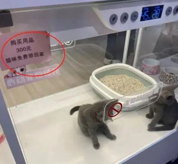 〓 猫咪领养馆的商业模式，有点类似早年间“充话费，送手机”的策略/图源：网络