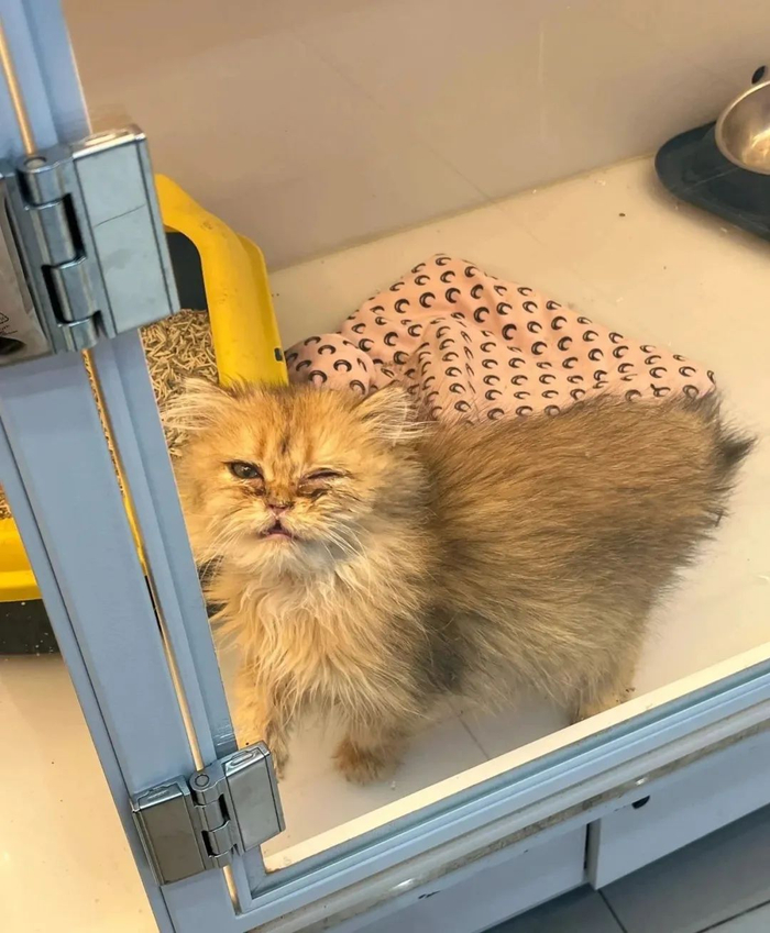 〓认养馆里正等待被领养的猫/图源：网络