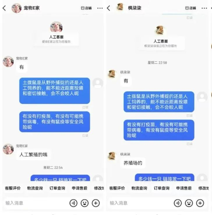 客服回复称土拨鼠是人工繁殖的