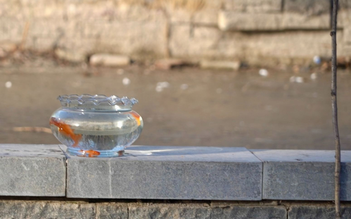 护鸟牌怎么写摆鱼缸、插假花，奥森有人诱拍翠鸟_https://www.jmylbn.com_新闻资讯_第2张