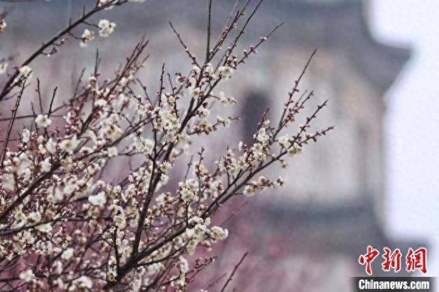 徽州区潜口镇巽峰公园梅花绽放。江大俊 摄