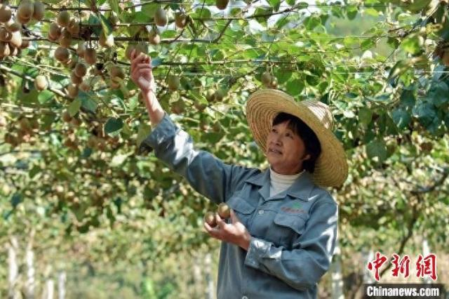 工作人员正在采摘猕猴桃。休宁县山斗乡 供图