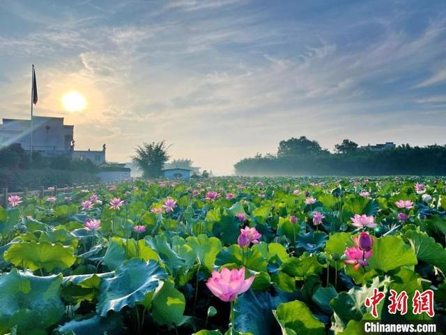 徽州区潜口镇东山村荷花盛放。徽州区委宣传部 供图