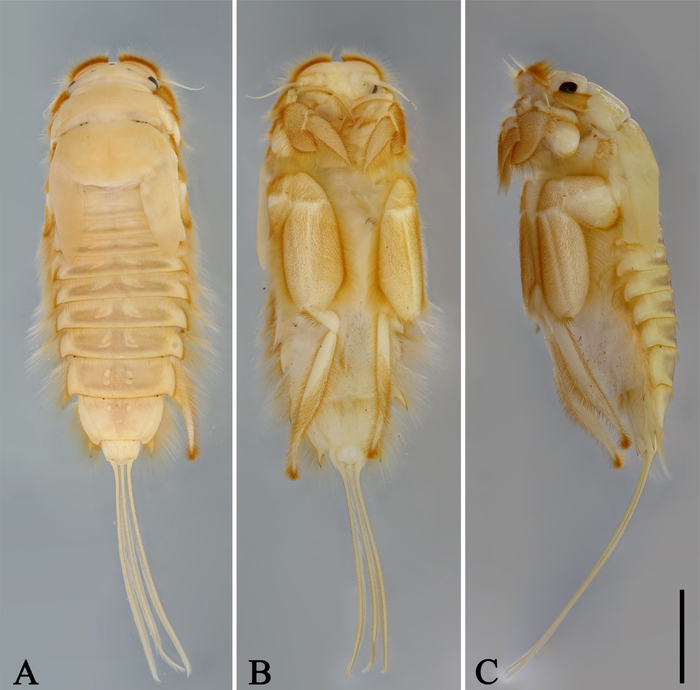 苏轼无爪蜉的稚虫。  受访者供图