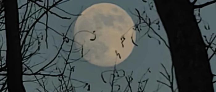 夜思 | 成年后，毛绒玩具更重要了？