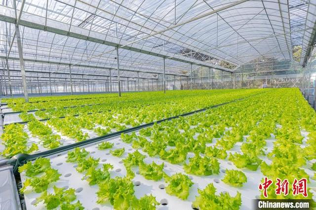 数字化农场内种植的生菜。平湖农开区供图