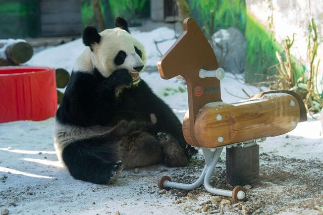 2月18日，俄罗斯莫斯科，旅俄大熊猫幼崽“喀秋莎”和自己的新玩具木马合影。诚通国际供图