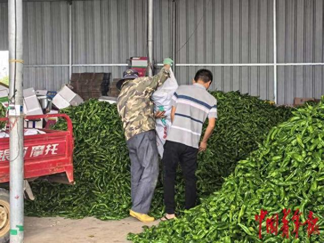 2月18日，加来镇向前村辣椒收购点，村民前来出售螺丝椒。中青报·中青网见习记者 戴瑶/摄