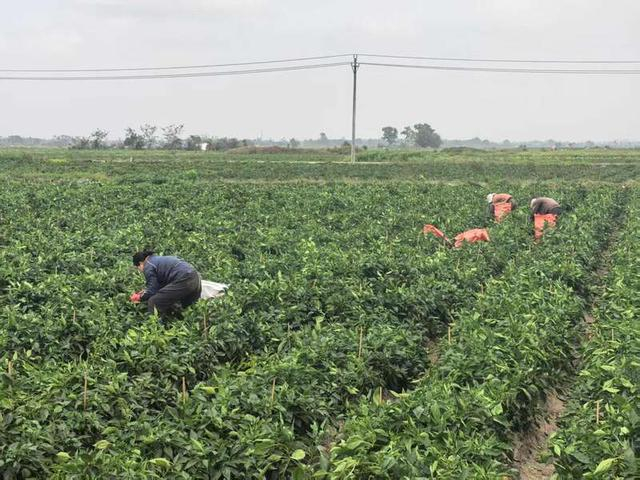 2月18日，加来镇向前村村民正在采摘螺丝椒。中青报·中青网见习记者 戴瑶/摄