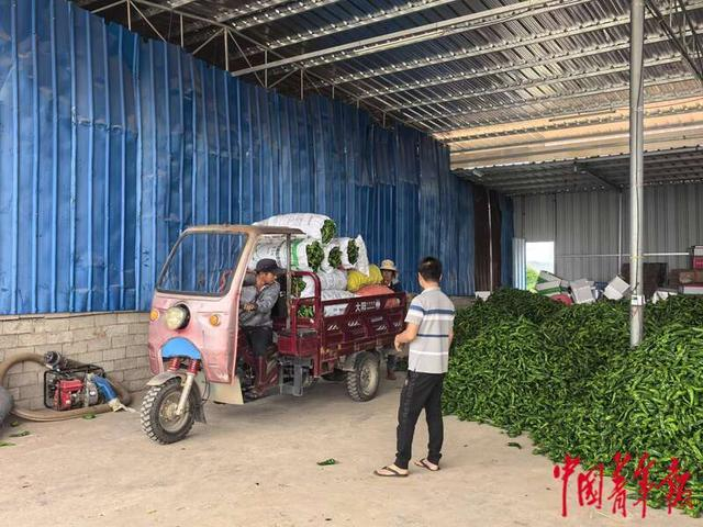 2月18日，加来镇向前村辣椒收购点，村民前来出售螺丝椒。中青报·中青网见习记者 戴瑶/摄