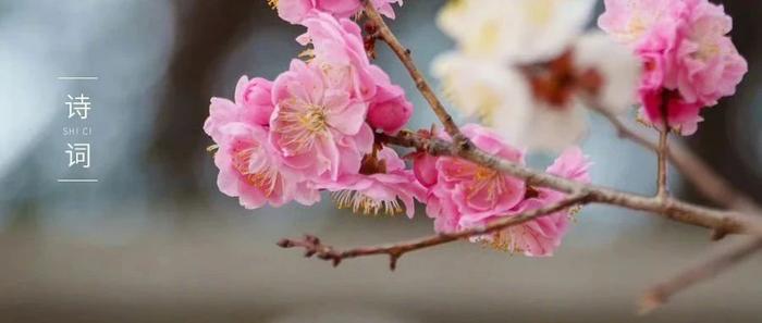 你几月出生，就是哪种花