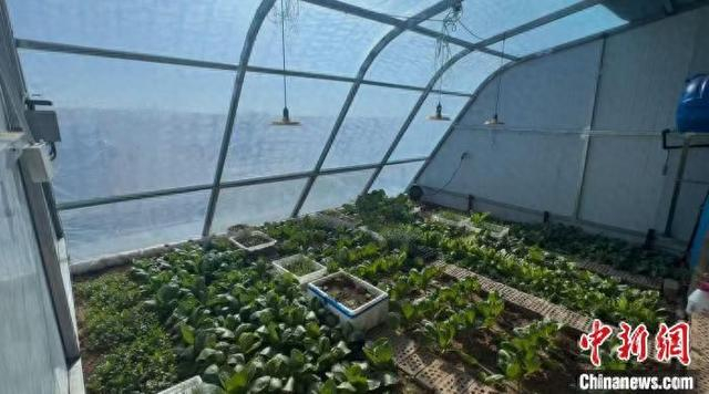 图为江岸苏木戍边户家中的菜棚。奥蓝 摄