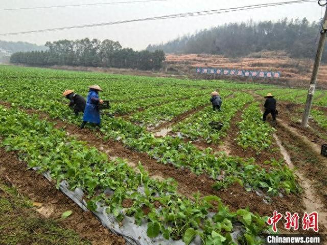 采摘现场。双峰县委宣传部 供图