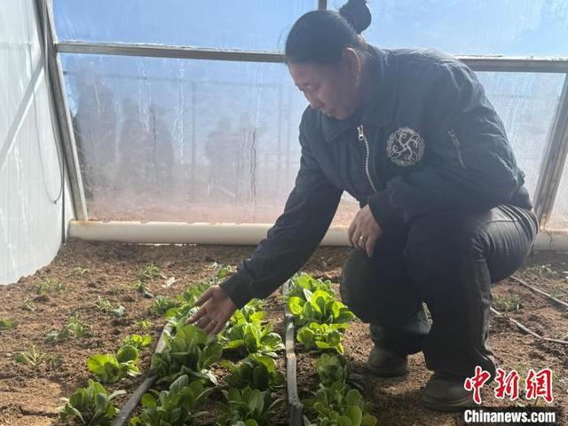 图为牧民正在为记者展示自家蔬菜。奥蓝 摄