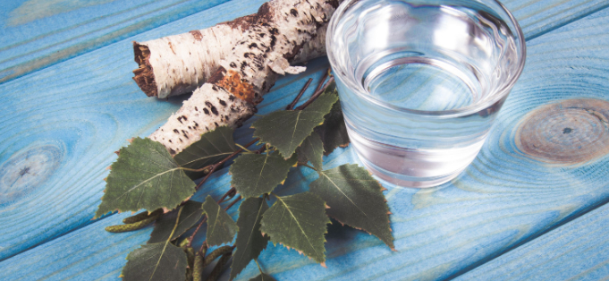 ▲桦树汁。图/IC Photo