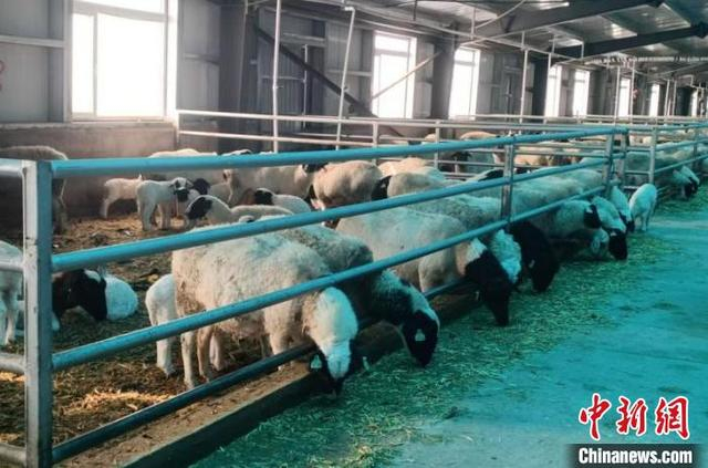 图为马安桥村肉羊集中养殖小区。 刘文悦摄