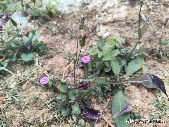 菜园里发现这种"消炎草",记得采摘带回家,对上火,咽炎有好处