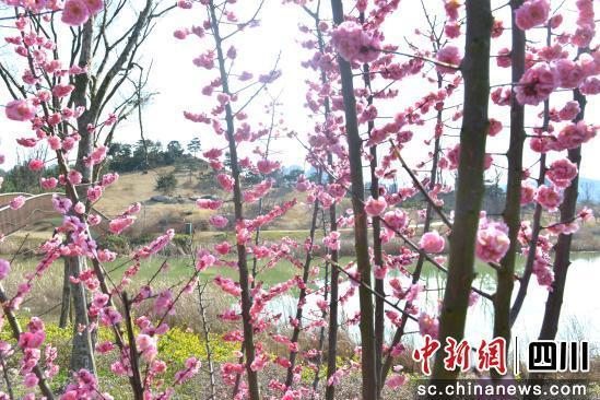 禹迹岛湿地公园里梅花绽放，吸引大量市民和游客前来打卡。 高林阳 摄